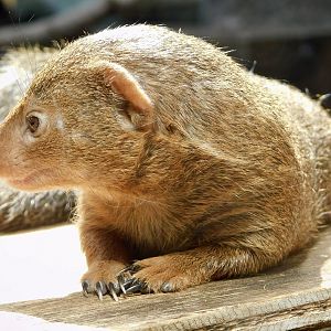 Common Dwarf Mongoose (Helogale parvula) March 30, 2025