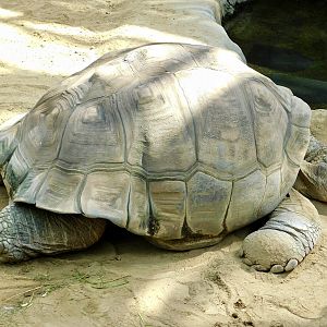 Galapagos Giant Tortoise (Chelonoidis niger) March 30, 2025