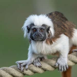Cotton Top Tamarin, YWP, UK