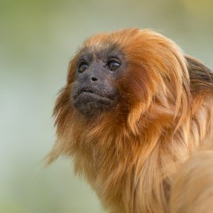 Golden Lion Tamarin, YWP, UK