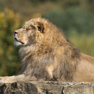 African Lion, YWP, UK