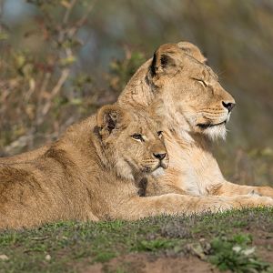 African Lions, YWP, UK