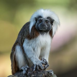 Cotton Top Tamarin, YWP, UK
