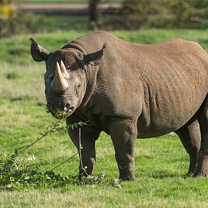 Black Rhino, YWP, UK