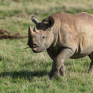 Black Rhino, YWP, UK