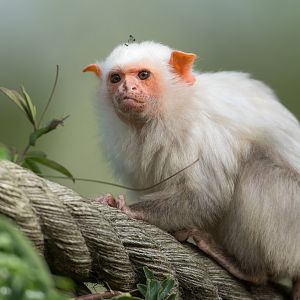 Silvery Marmoset, YWP, UK
