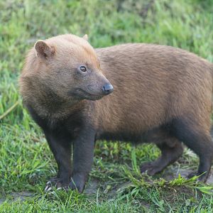 Bush Dog, YWP, UK