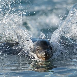 Californian Sealion, YWP, UK