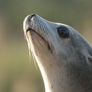 Californian Sealion, YWP, UK