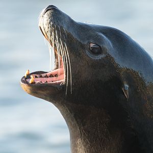 Californian Sealion, YWP, UK