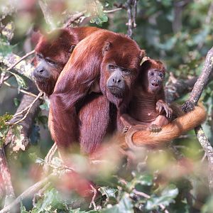 Red Howler Monkeys, CWP, UK