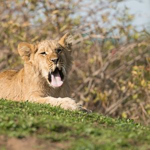 African Lion cub, YWP, UK