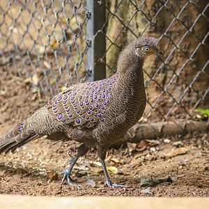 Sriayuthaya Lion Park - Grey peacock-pheasant