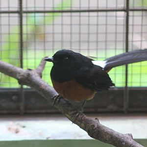 Sabang shama (Copsychus sp. 'Sabang') - PCBA