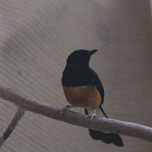 Larwo shama (Copsychus omissus) - PCBA