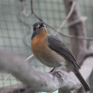 Javan blue flycatcher (Cyornis banyumas banyumas) - PCBA