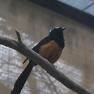 Maratua shama (Copsychus barbouri) - PCBA