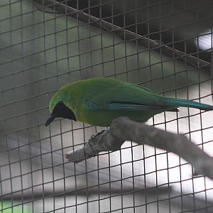 Javan leafbird (Chloropsis cochinchinensis cochinchinensis) - PCBA