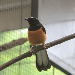 White-crowned shama (Copsychus stricklandii) - PCBA