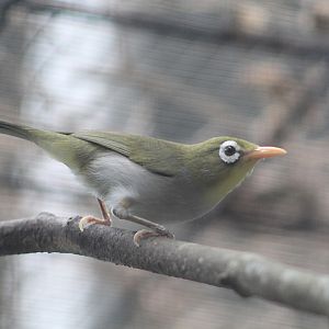Wangi-Wangi white-eye (Zosterops paruhbesar) - PCBA