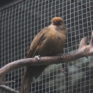 Rufous-fronted laughingthrush (Garrulax rufifrons rufifrons) - PCBA