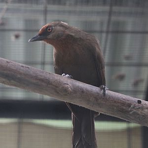 Mount Slamet laughingthrush (Garrulax rufifrons slamatensis) - PCBA