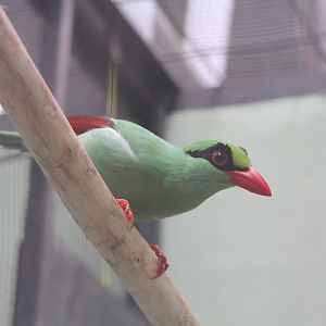 Javan green magpie (Cissa thalassina) - PCBA