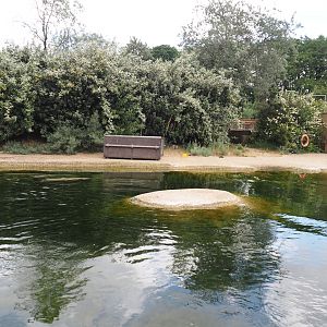 Eastern Atlantic harbor seal exhibit, 2025-05-22