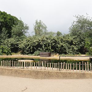 Eastern Atlantic harbor seal exhibit, 2025-05-22