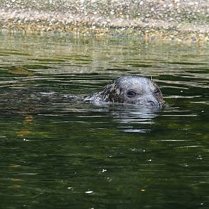 Eastern Atlantic harbour seal (Phoca vitulina vitulina), 2025-05-22