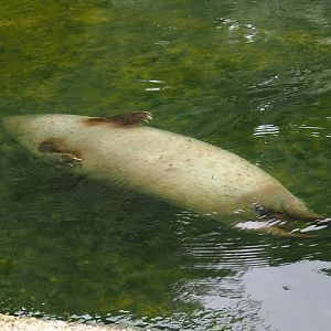 Eastern Atlantic harbour seal (Phoca vitulina vitulina), 2025-05-22