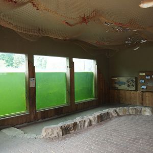 Eastern Atlantic harbor seal underwater viewing windows, 2025-05-22