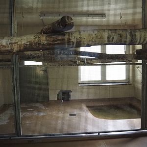 Humboldt penguin and Inca tern indoor holding, 2025-05-22