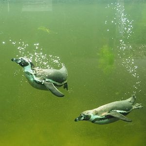 Humboldt penguins (Spheniscus humboldti) underwater, 2025-05-22