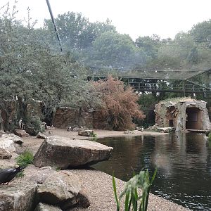 Humboldt penguin and Inca tern aviary, 2025-05-22