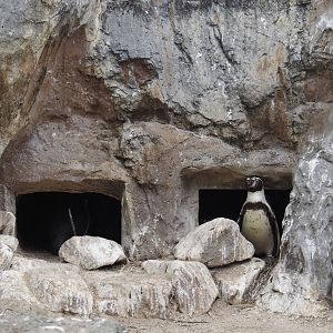 Humboldt penguin nesting cavities, 2025-05-22