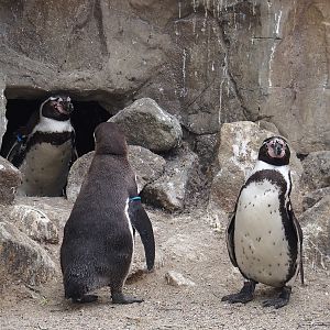Humboldt penguins (Spheniscus humboldti), 2025-05-22