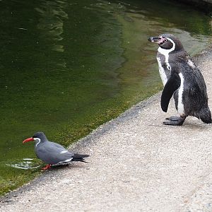 Inca tern (Larosterna inca) and Humboldt penguin (Spheniscus humboldti), 2025-05-22