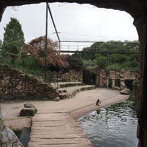 Humboldt penguin and Inca tern aviary - Visitor area, 2025-05-22