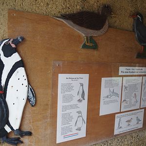 Humboldt penguin, Speckled teal and Inca tern education, 2025-05-22