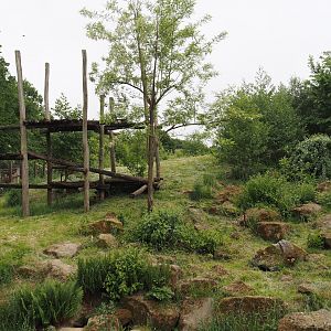 Indian sloth bear and European golden jackal exhibit, 2025-05-22