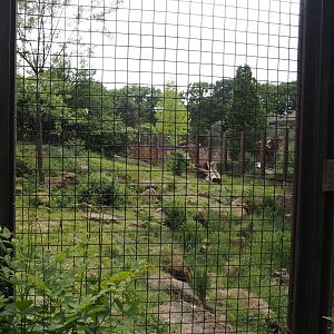 Indian sloth bear and European golden jackal exhibit, 2025-05-22