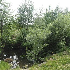 Pond in the Indian sloth bear and European golden jackal exhibit, 2025-05-22
