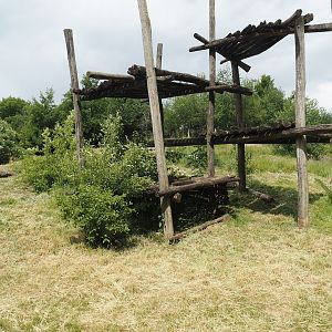 Indian sloth bear and European golden jackal exhibit seen from the insect house, 2025-05-22