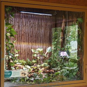 Rich spiny sugar ant (Polyrhachis dives) terrarium, 2025-05-22