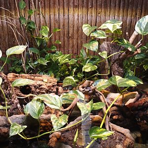 Rich spiny sugar ant (Polyrhachis dives) terrarium, 2025-05-22