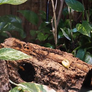Camera on log with main colony entrance/exit in the Rich spiny sugar ant (Polyrhachis dives) terrarium, 2025-05-22