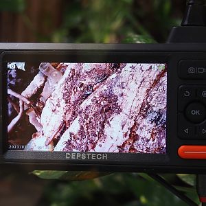 Camera screen in the Rich spiny sugar ant (Polyrhachis dives) terrarium, 2025-05-22