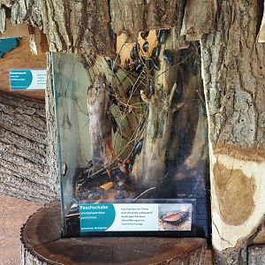 Madagascar hissing cockroach terrarium, 2025-05-22