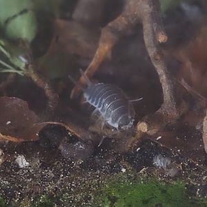 Titan isopod (Porcellio hoffmannseggii), 2025-05-22